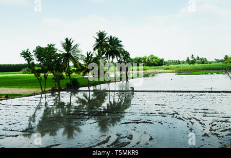 Vaste risaie prima della fase di trapianto in Tamil Nadu, India. Foto Stock