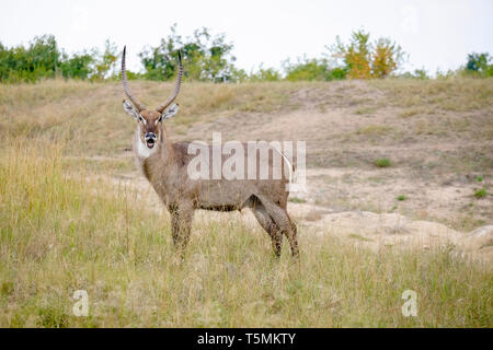 Africa waterbuck maschio mostra off Foto Stock