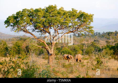 Due elefanti africani sotto un baobab Foto Stock
