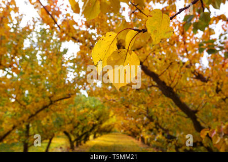 Incredibile stupendo giallo arancione meli orchard cambiando colore foglie durante la stagione autunnale caduta foglie vecchie su erba verde a massa le righe di simmetria Foto Stock