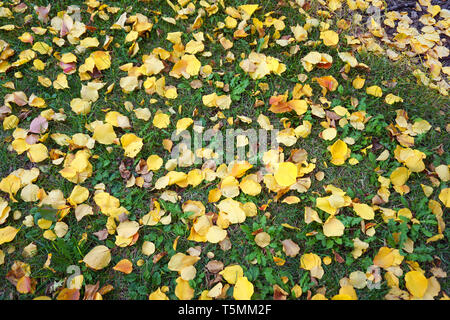 Il giallo oro rosso arancio foglia nella stagione autunnale vicino la mano che regge con lo sfondo delle righe simmetrica di ciliegio caduto foglie gialle in autunno Foto Stock