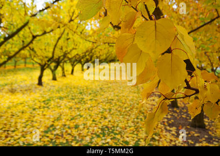 Incredibile stupendo giallo arancione meli orchard cambiando colore foglie durante la stagione autunnale caduta foglie vecchie su erba verde a massa le righe di simmetria Foto Stock