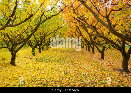 Incredibile stupendo giallo arancione meli orchard cambiando colore foglie durante la stagione autunnale caduta foglie vecchie su erba verde a massa le righe di simmetria Foto Stock