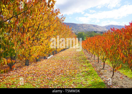 Incredibile stupendo giallo arancione meli orchard cambiando colore foglie durante la stagione autunnale caduta foglie vecchie su erba verde a massa le righe di simmetria Foto Stock