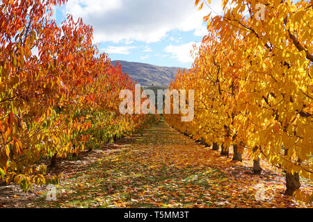 Incredibile stupendo giallo arancione meli orchard cambiando colore foglie durante la stagione autunnale caduta foglie vecchie su erba verde a massa le righe di simmetria Foto Stock