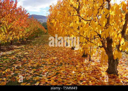 Incredibile stupendo giallo arancione meli orchard cambiando colore foglie durante la stagione autunnale caduta foglie vecchie su erba verde a massa le righe di simmetria Foto Stock