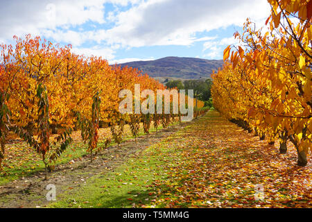 Incredibile stupendo giallo arancione meli orchard cambiando colore foglie durante la stagione autunnale caduta foglie vecchie su erba verde a massa le righe di simmetria Foto Stock