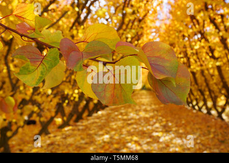 Incredibile stupendo giallo arancione meli orchard cambiando colore foglie durante la stagione autunnale caduta foglie vecchie su erba verde a massa le righe di simmetria Foto Stock