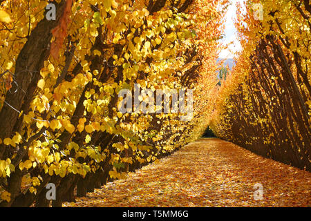 Incredibile stupendo giallo arancione meli orchard cambiando colore foglie durante la stagione autunnale caduta foglie vecchie su erba verde a massa le righe di simmetria Foto Stock