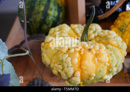 Brutto zucca con arancio giallo verde posto come acne sulla pelle autunno vegetale piante con foglie vite sul tavolo di legno Foto Stock