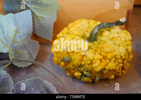 Brutto zucca con arancio giallo verde posto come acne sulla pelle autunno vegetale piante con foglie vite sul tavolo di legno Foto Stock