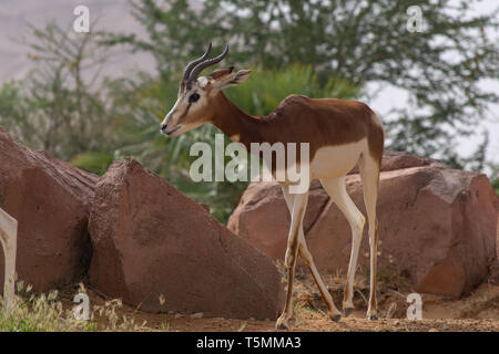 Un criticamente endagered sahara Africa residenti, la Dama o Mhorr gazzella a Al Ain Zoo (Nanger dama mhorr) camminare al fianco di rocce ed erba. Foto Stock