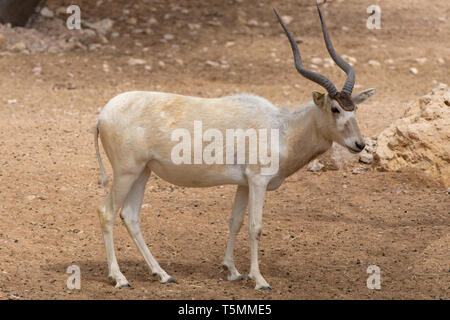 Una specie gravemente minacciate (Barwa Addax nasomaculatus) noto anche come screwhorn o bianca Antilope smette di graffiare la testa sotto la sabbia del deserto ha bee Foto Stock