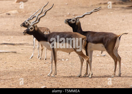 Un gruppo di antilopi in piedi lungo il sentiero del deserto. Il nome alternativo è la Indian Antelope dove è residente (Antilope cervicapra). Foto Stock