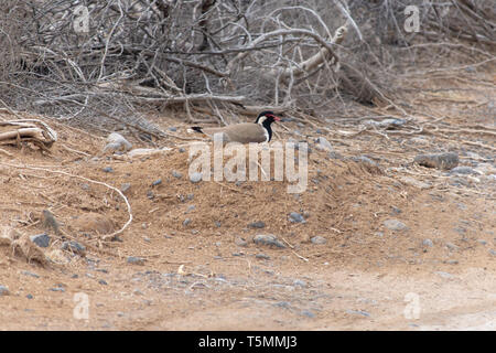 Red Wattled Pavoncella siede su di lei (Vanellus indicus) nido di quattro uova negli Emirati Arabi Uniti. Foto Stock