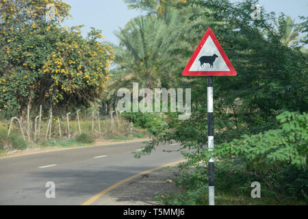 Attenzione di ovini attraversando firmare alla curva di una strada negli Emirati Arabi Uniti. Foto Stock