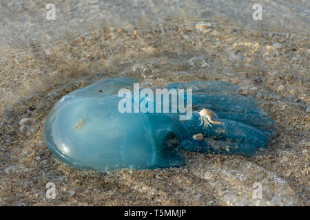 Blue blubber (o Jelly blubber) Medusa (Catostylus mosaicus) lavare fino a riva durante la stagione di Medusa negli Emirati Arabi Uniti, Nord di Dub Foto Stock