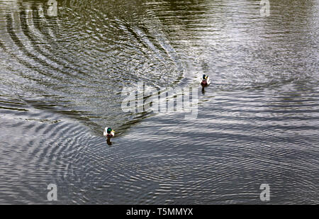 Due belle anatre selvatiche che nuotano lungo la superficie liscia della foresta lago, lasciando dietro di sé una potente fairway Foto Stock