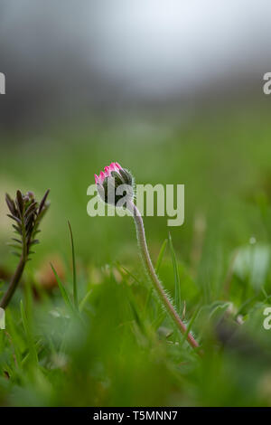Ancora quasi chiuso la fioritura di una margherita Bellis perennis Foto Stock