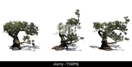 Set di Jeffrey pini con ombra sul pavimento - isolato su sfondo bianco Foto Stock