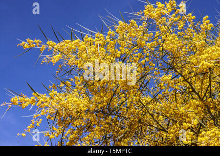 Sonaglino strisciante, Acacia saligna fiore albero Foto Stock