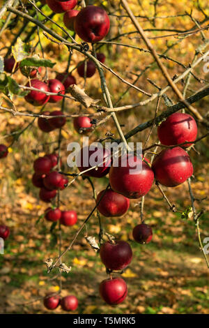 Mele mature in un frutteto nella Germania meridionale Foto Stock