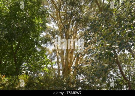 Treetops denso di foreste nel sud-est dell'Australia in condizioni di intensa luce posteriore. Foto Stock