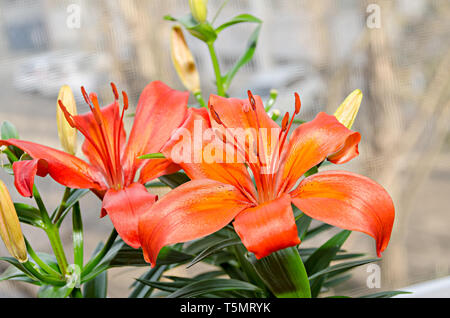 Giallo arancio fiori gigli, Lilium candidum, vicino. Foto Stock