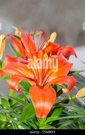 Giallo arancio fiori gigli, Lilium candidum, vicino. Foto Stock