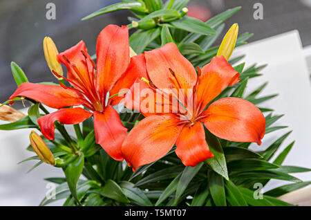 Giallo arancio fiori gigli, Lilium candidum, vicino. Foto Stock