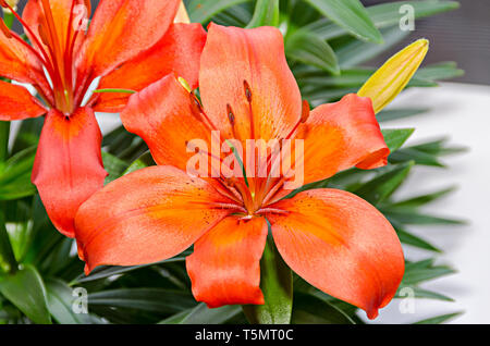 Giallo arancio fiori gigli, Lilium candidum, vicino. Foto Stock