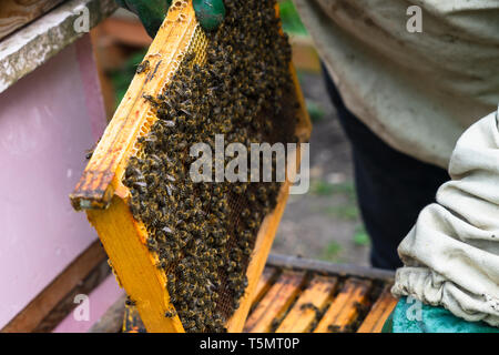 L'apicoltore supervisiona la produzione di miele in bee bee. Visibile in legno Cornici di api. I telai sono coperti con uno sciame di api. Foto Stock