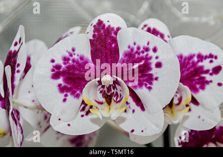 Bianco e malva ramo di orchidea phal fiori, vicino, lo sfondo della finestra. Foto Stock
