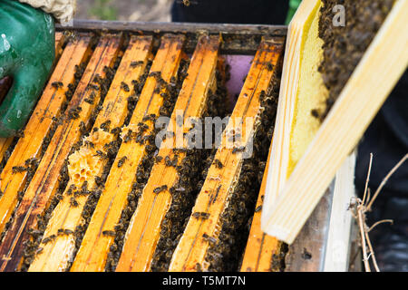 L'apicoltore supervisiona la produzione di miele in bee bee. Visibile in legno Cornici di api. I telai sono coperti con uno sciame di api. Foto Stock