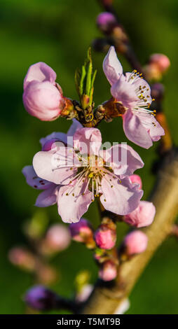 Big Pink peach fiori Foto Stock