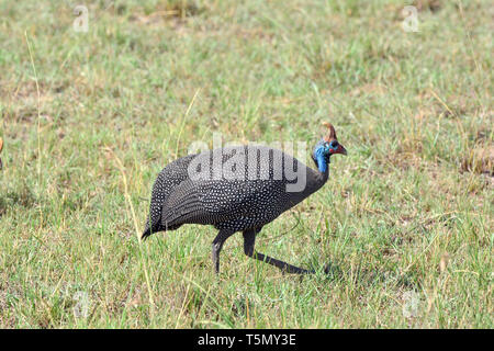 Helmeted le faraone, Helmperlhuhn, Numida meleagris, sisakos gyöngytyúk Foto Stock