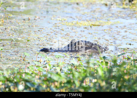 Il coccodrillo americano mimetizzata in un lago della Florida Foto Stock