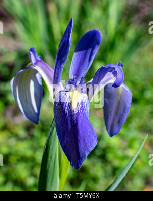 Selvatica Florida iris in piena fioritura Foto Stock