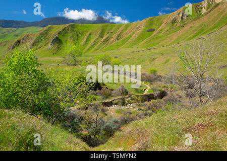 Bosco ripariale lungo San Emigdio Canyon Trail, vento lupi preservare, California Foto Stock