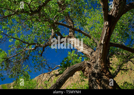 Pioppi neri americani, vento lupi preservare, California Foto Stock