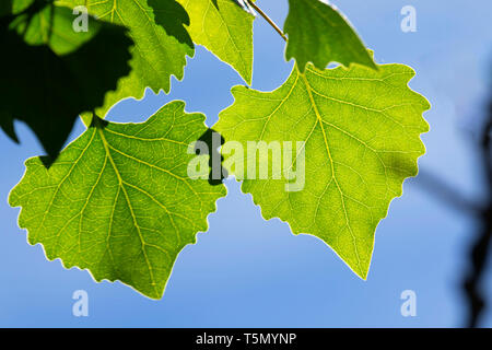 Foglie di pioppi neri americani, vento lupi preservare, California Foto Stock