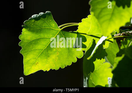 Foglie di pioppi neri americani, vento lupi preservare, California Foto Stock