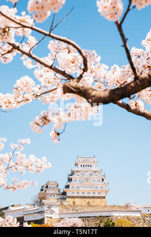 Il castello di Himeji con molla la fioritura dei ciliegi in Giappone Foto Stock