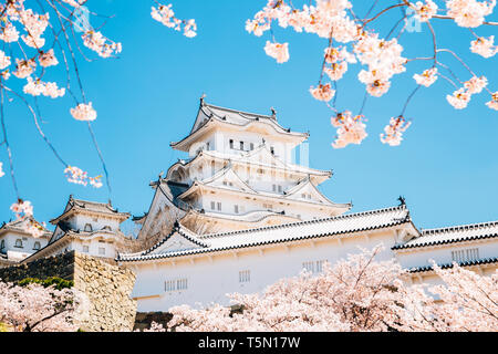 Il castello di Himeji con molla la fioritura dei ciliegi in Giappone Foto Stock