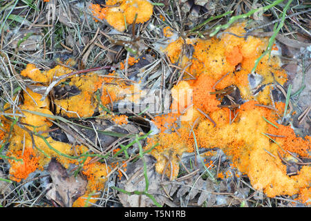 Orance cup fungo, Thelebolus terrestris, una specie di funghi crescono solo sul bene-decomporsi pollina cervi tra residui vegetali. Foto Stock