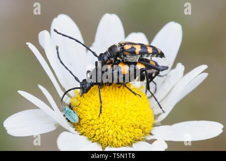 L'accoppiamento Longhorn coleotteri, Leptura (quadrifasciata quadrifasciata Strangalia) Foto Stock