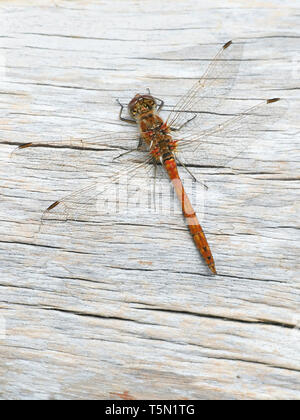 La vagabonda darter, Sympetrum vulgatum Foto Stock