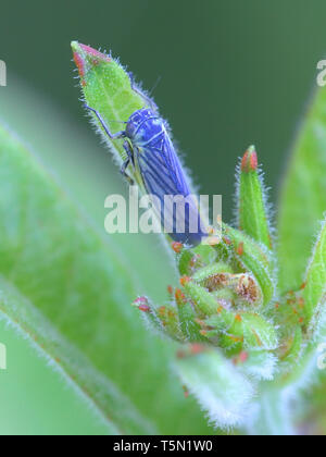 Sonronius dahlbomi, minuscolo leafhopper blu in appoggio sul loosestrife in Finlandia Foto Stock