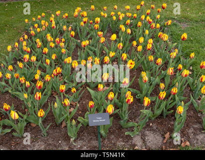 Lisse Paesi Bassi - Aprile 19, 2017: Tulipani chiamato Mickey Mouse in fiore nel giardino Keukenhof in Lisse, Holland, Paesi Bassi. Foto Stock