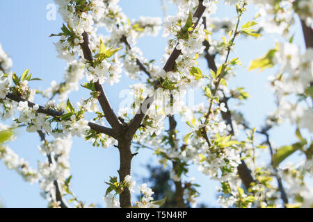 Un albero pieno di fiori di ciliegio e gli insetti: Primavera in Germania Foto Stock